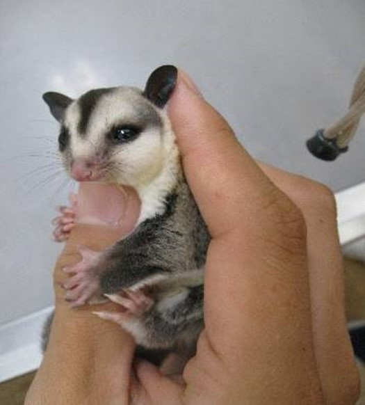 フクロモモンガ 顔がはれる | フォーゲル動物病院ブログ